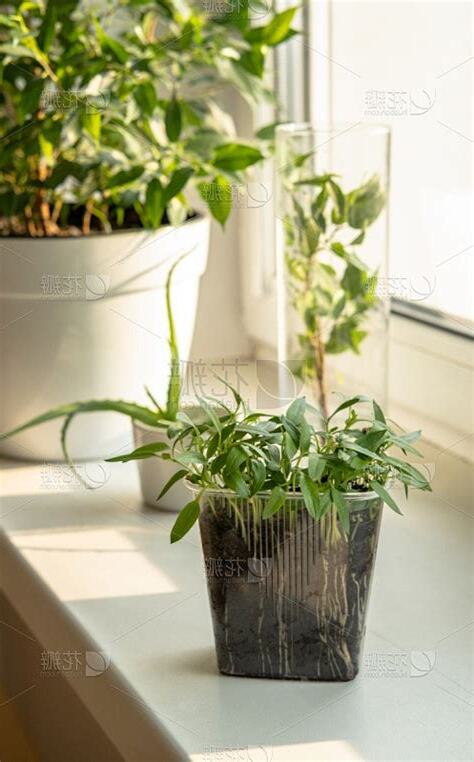 窗台植物