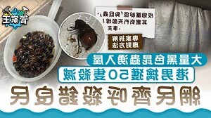 金龜子入屋