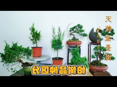 柏類樹有哪些