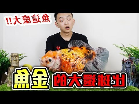 眼泡金魚