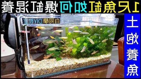 一尺魚缸養多少魚