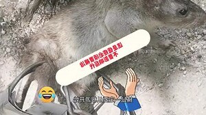 老鼠痣