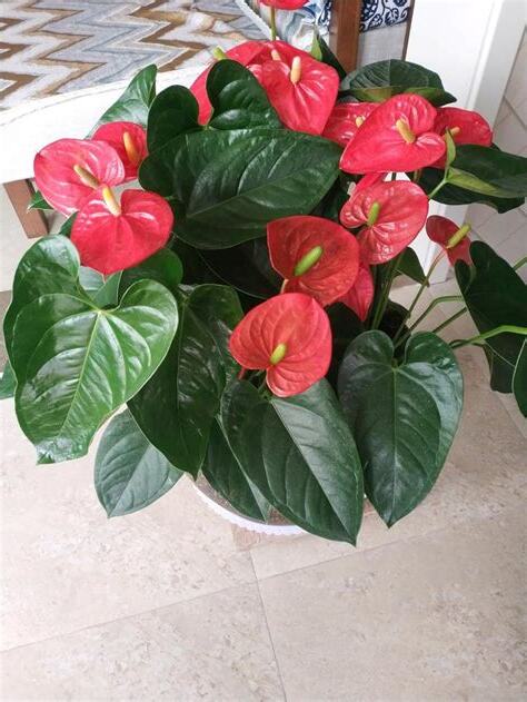 紅掌花怎麼養