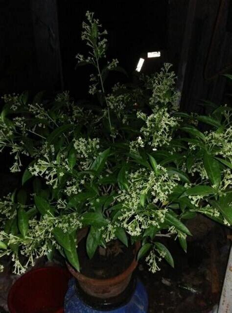 夜來香盆栽