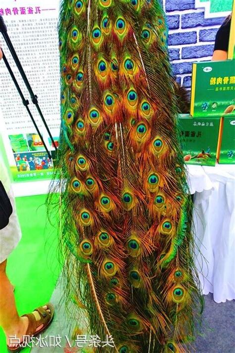 孔雀羽毛的作用