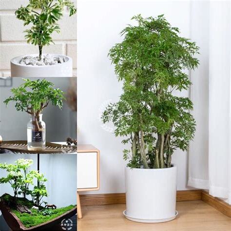 福祿樹