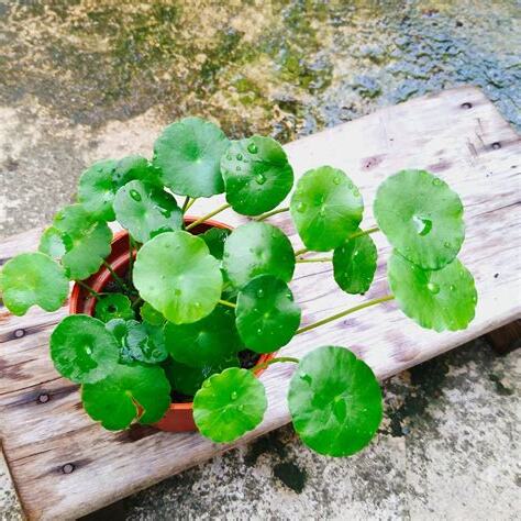 錢幣草