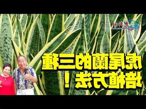 虎尾蘭陽台風水