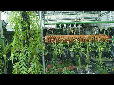 瀑布蘭種植方法