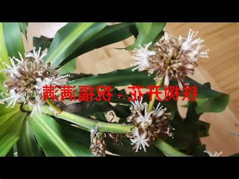 鐵樹開花吉凶