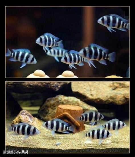 六間魚種類