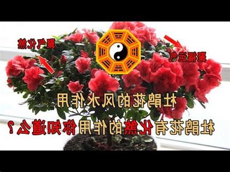 杜鵑花招財
