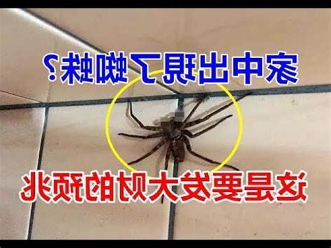 蜘蛛出現在家裡