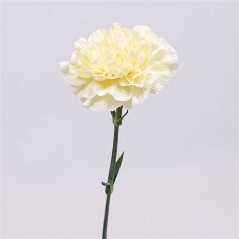黃康乃馨花語