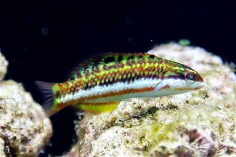 五帶錦魚