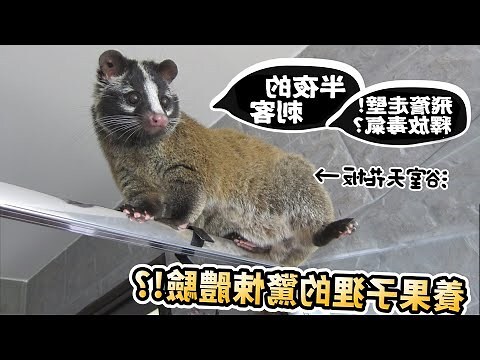 果子狸进屋风水