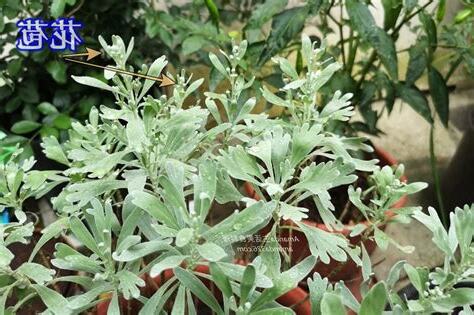 芙蓉種植風水