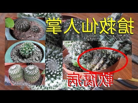 球形仙人掌繁殖