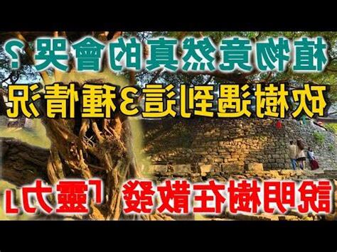 禁忌樹屋