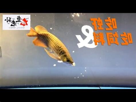 龍魚飼料推薦