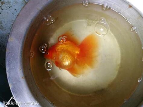 金魚死了代表什麼
