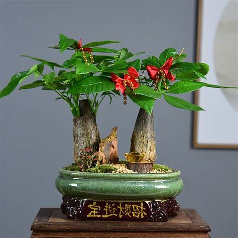 招財的花