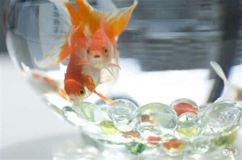 門口放魚缸