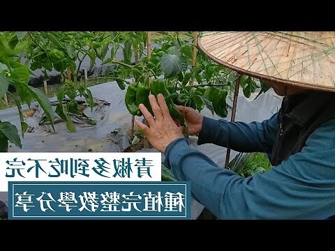 辣椒葉子變小