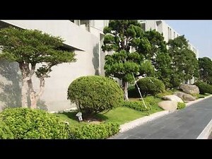 龍柏種植