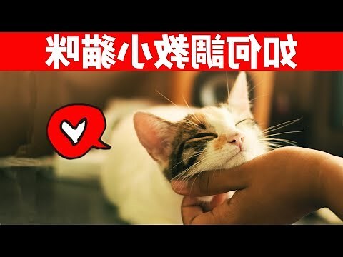 小貓