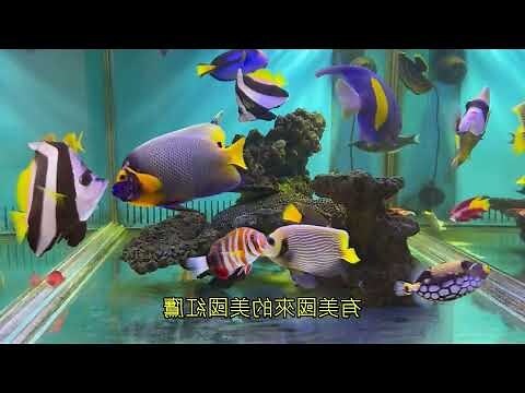 養熱帶魚