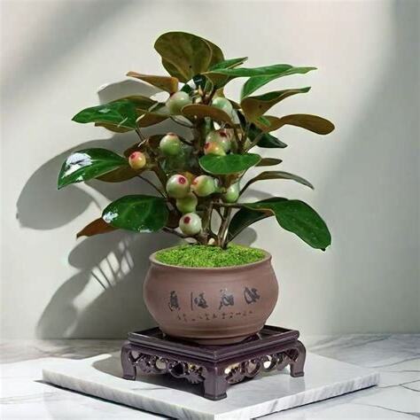 陽台招財植物
