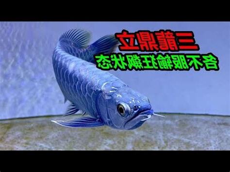 龍魚混養打架