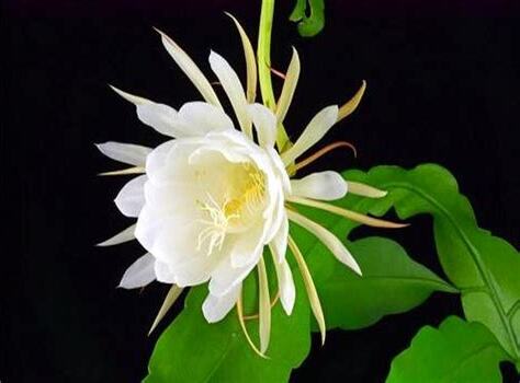 曇花開花