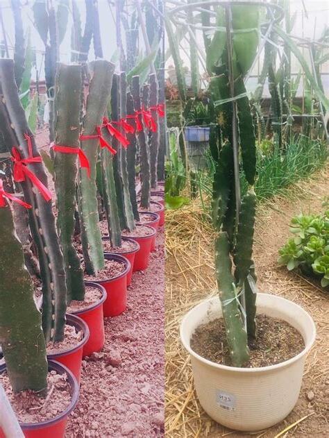 火龍果種植盆栽