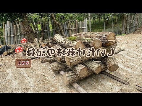 原木顏色