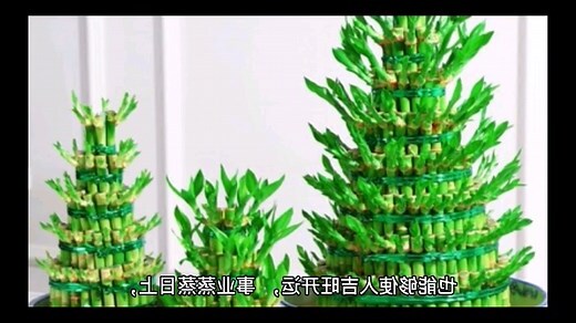 富贵竹种类