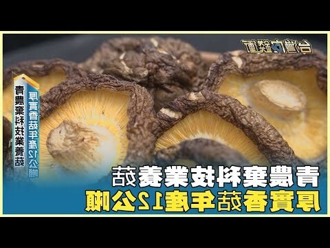 發財樹長香菇