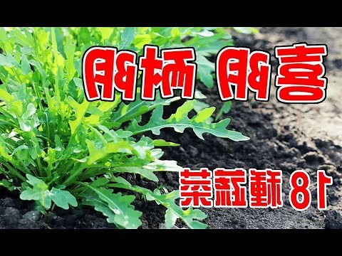 沒有陽光