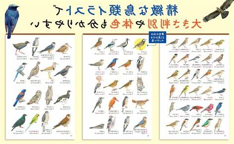 鳥類種類