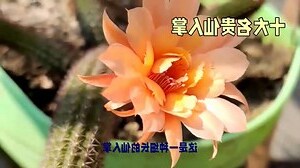 金虎仙人掌