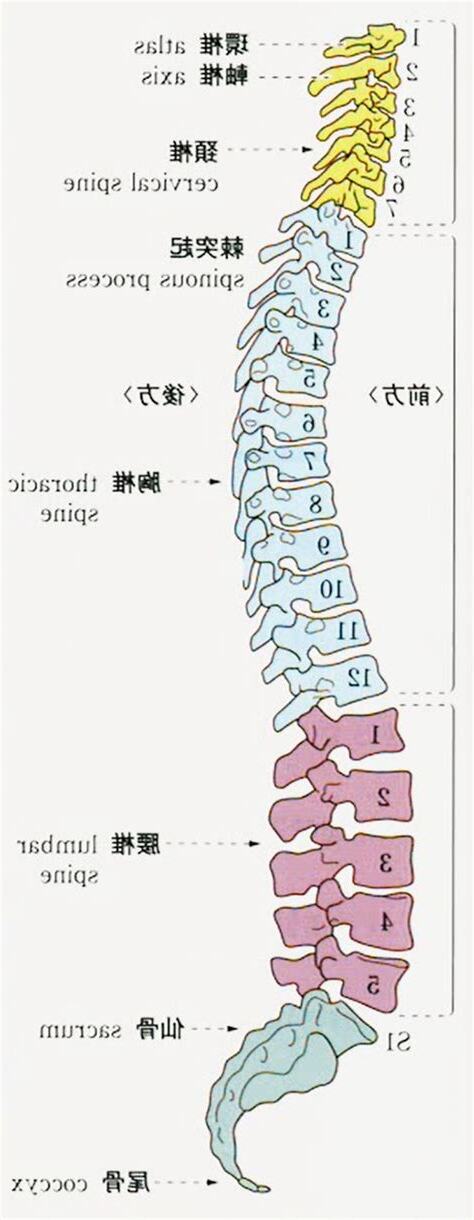 人的龍骨