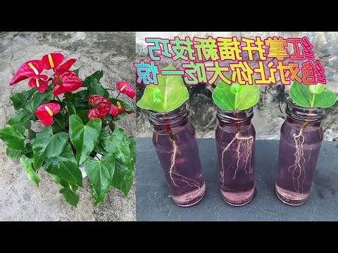 紅掌繁殖