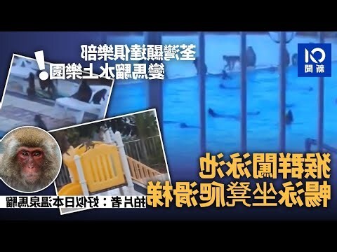 顯達鄉村俱樂部猴子
