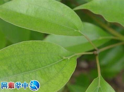 樟樹葉功效