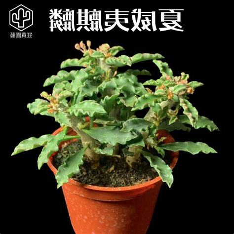 麒麟仙人掌