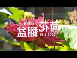 荷花代表什麼