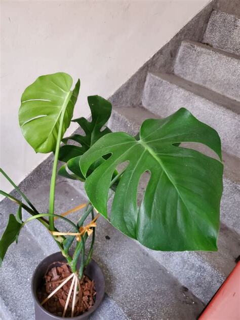 龜背芋風水陽台
