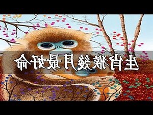 夢到很多猴子號碼