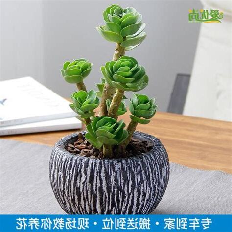 屬陰的植物